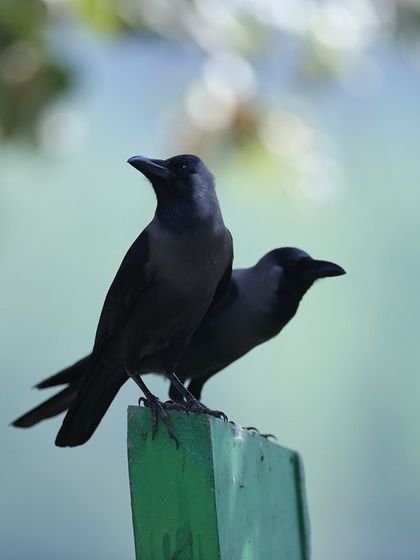 A pair of house crows perched together. The caption tells a short story in Hindi about their friendship and honesty, reflecting my love for storytelling.