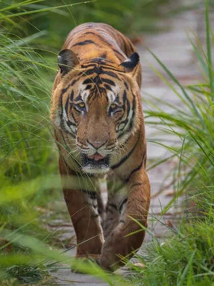 A tiger walking along a path, framed by tall grasses. The composition emphasizes its stripes, the perfect camouflage for moving through the sun-dappled forest.