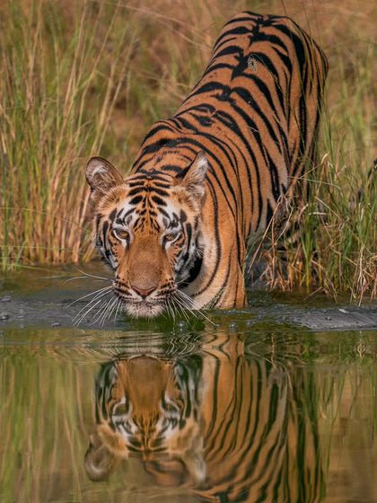 A young adult tiger, the son of Choti Raani, looks up from a waterhole in Tadoba, his reflection perfect in the water.