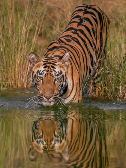 A young adult tiger, the son of Choti Raani, looks up from a waterhole in Tadoba, his reflection perfect in the water.