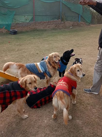 Who is it that didn't turn around to look at Poo? This group of stylish Goldens is ready for their close-up.