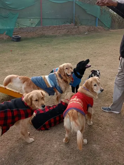 Who is the one who didn't look back at Poo? This group of Goldens is giving us major movie vibes.
