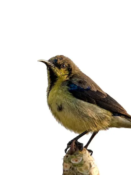 A high-key portrait of a male Purple Sunbird in its non-breeding plumage. The clean white background helps to highlight the subtle iridescent patch on its throat and its delicate features.