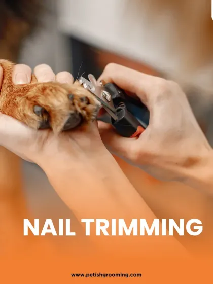 Petish Grooming - Mobile Grooming for Dogs & Cats Our Full Grooming Process photo 9