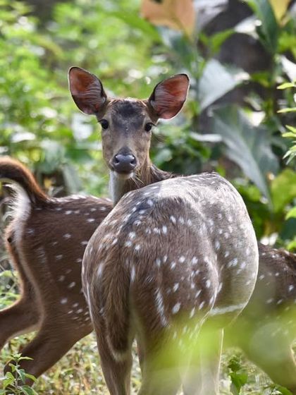 Spotted deer seen during a wildlife safari excursion near the ashram. The surrounding area is rich in biodiversity, offering opportunities to connect with nature on a deeper level.