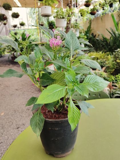 Plants for Every Home photo 14