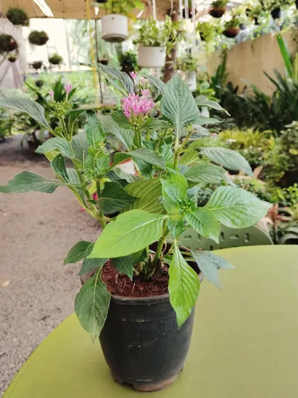 This bright pink Pentas plant is a favorite for attracting butterflies. It's a lovely addition to any sunny balcony or garden space.