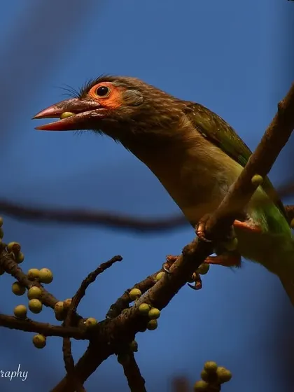 A close-up of the barbet with a fig in its beak. The detail and color in this shot are fantastic.