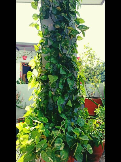 A Splash of Color: Flowers & Foliage photo 12