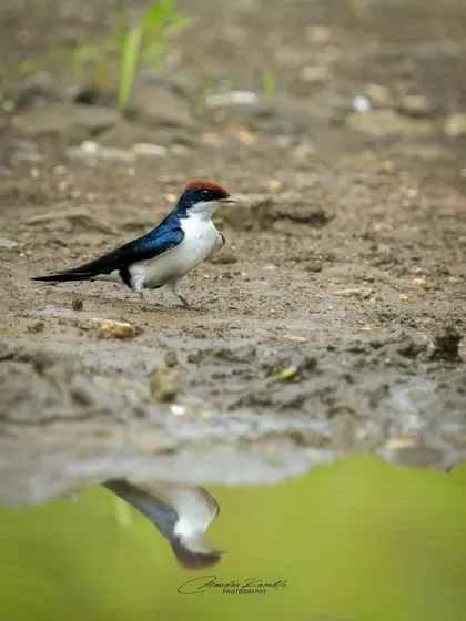 A Wire-tailed Swallow by the water's edge, with its reflection visible in the puddle below. This composition adds an extra layer of interest to the portrait.