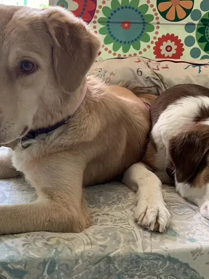 Alexa and Kathy cuddling at my homestay before their trip to Toronto. If owners need to travel ahead, I provide a safe and loving environment for their pets to wait.