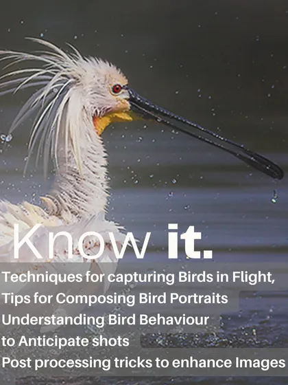 You will learn the practical knowledge needed for great bird photography. This includes techniques for capturing birds in flight, tips for composing powerful portraits, and understanding bird behavior to anticipate the perfect shot.