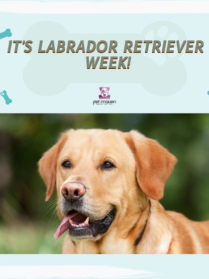This week, we're celebrating the loyal and playful Labrador Retriever! Book a grooming session for your Lab to receive our 'Breed of the Week' discount.