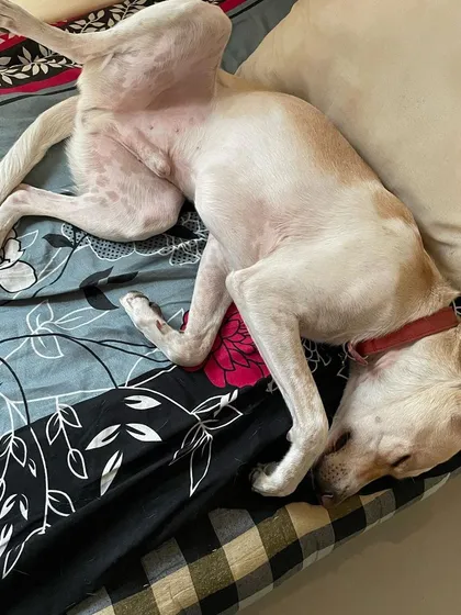 This is what "cage-free" really means at our home. Your dog can find their favorite napping spot, even if it's upside down on our bed. We want them to feel as relaxed and free as they are at home with you.