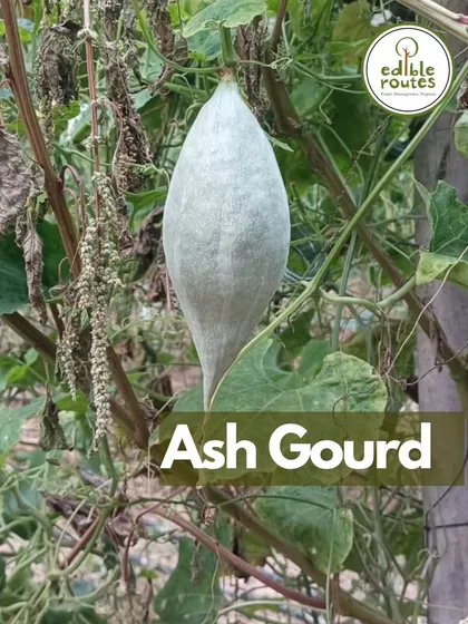 An Ash Gourd growing on the vine. This versatile vegetable is known for its cooling properties and is a wonderful addition to a summer garden.