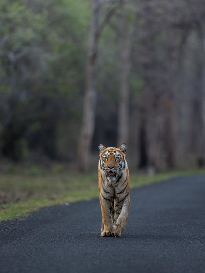 Tigers of India's Jungles photo 87