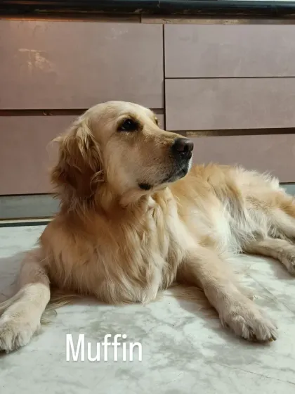 Jazzy's Pet Care - In-Home Dog Boarding Cozy Corners & Nap Time photo 13