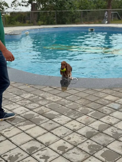 A fun day outing at a dog-friendly cafe in Bangalore. Posto enjoying a swim in the pool.