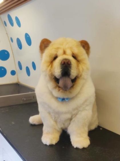 This fluffy Chow Chow is the definition of a furball! We ensure their dense undercoat is properly cleaned and dried to prevent skin issues.
