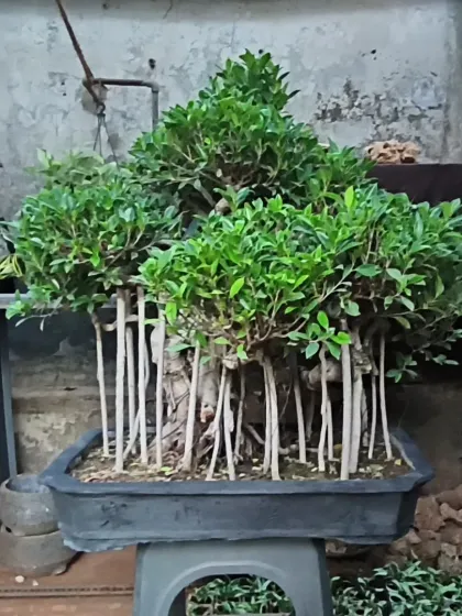 This is one of our high end Ficus bonsai creations, styled to look like a miniature forest. It’s a testament to the patience and artistry we bring to our specialized bonsai services.