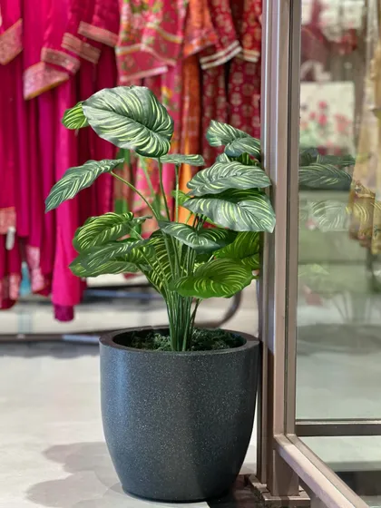This artificial Calathea plant is placed in a high-traffic retail area. Its beautiful striped leaves add a decorative touch that stays perfect year-round without any care.