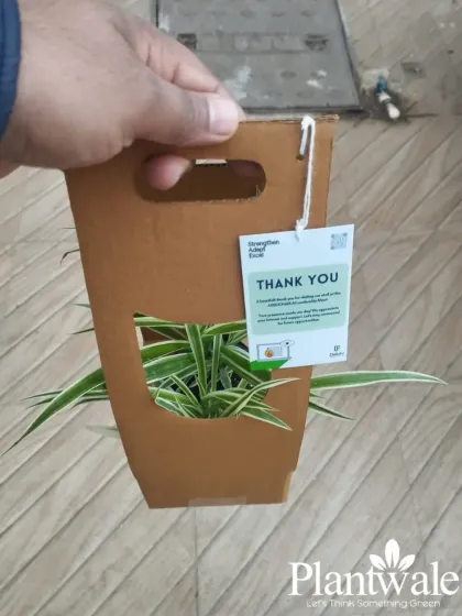 Our classic Spider Plant, known for its air-purifying qualities, is another popular choice for green gifting. Here it is, neatly packaged in our windowed carrier with a thank you note, perfect for any occasion.