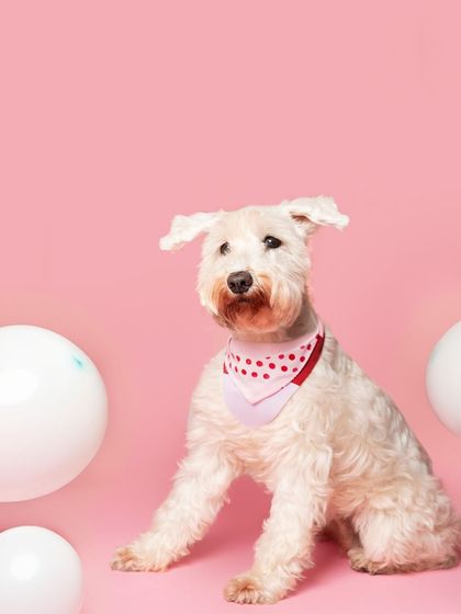 WoofWoof Stories - Pet & Family Photography Studio Paw-traits photo 24