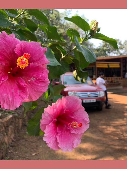 Our Native Plant Showcase photo 26
