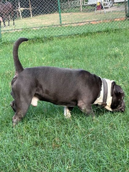 Beera the Pitbull sniffing the grass. This simple act is a calming and enriching behavior that we ensure all dogs have the opportunity to do.