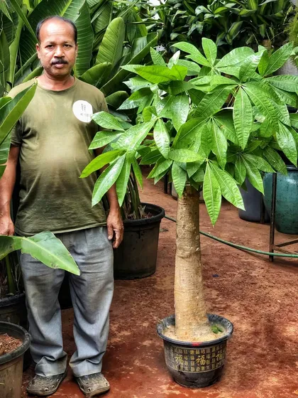 We are weekend-ready with trucks full of new plants, including the ever-popular Pachira. We have them available in multiple sizes and stem types, like this one with a thick, impressive trunk.