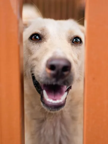 A happy dog peeks through the fence, eager to join in the fun. Our pet-friendly design ensures that your companions are always part of the action.