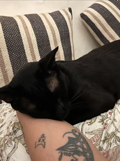 Ngl, this is the best part of my job. Getting these quiet, trusting cuddles from a sweet soul like Jarvis makes everything worth it. I treat every cat like they are my own family.