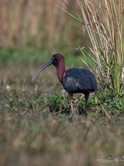 A Glossy Ibis in its breeding plumage, showing deep iridescent colors, foraging in Sultanpur National Park.
