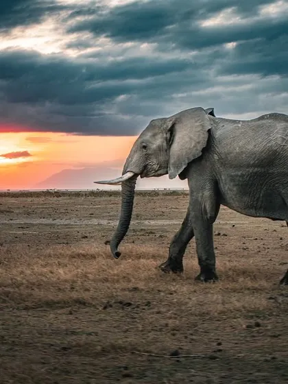 An elephant walks across the plains of Amboseli, Kenya, as the sun sets behind it. This image, for me, captures the gentle strength and immense presence of these giants. My work often focuses on placing these animals in their vast environments to convey a sense of scale and solitude.