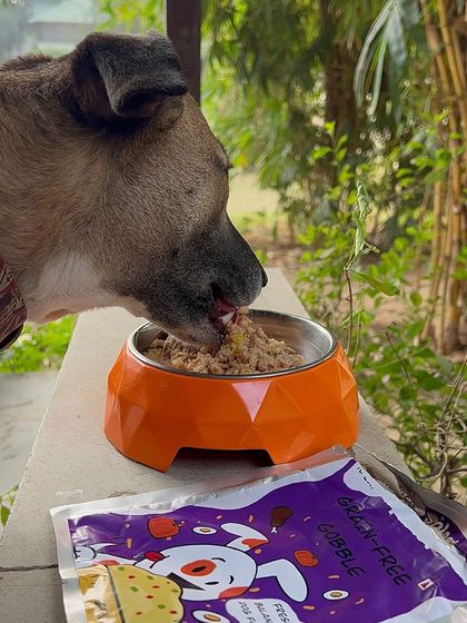 An Indie dog enjoying our Gluten-Free Gobble meal. This recipe is specially designed for dogs with sensitive stomachs or grain allergies, ensuring they get great nutrition without any discomfort.