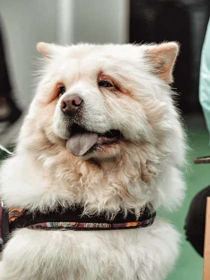 This majestic Chow Chow was a showstopper. I focused on capturing the incredible fluff and gentle expression of this beautiful dog, creating a powerful portrait that highlights the unique features of the breed.