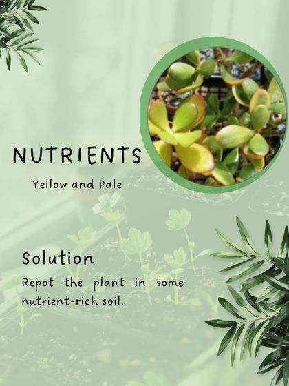 Hygrinz - Garden Maintenance Gardening Know-How: Tips & Techniques photo 30