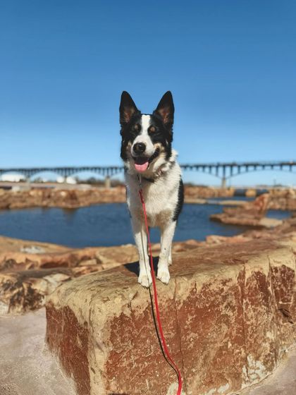 Tulsa Dog Trainer - Immersive Board & Train Programs Board & Train Graduates photo 4