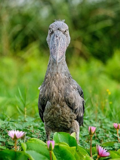 Avian Wonders: A World of Wings photo 25