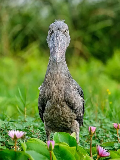 The same "Monday ready" Shoebill Stork, this time in a wider shot showing its environment. It stands its ground, ready to face the week.