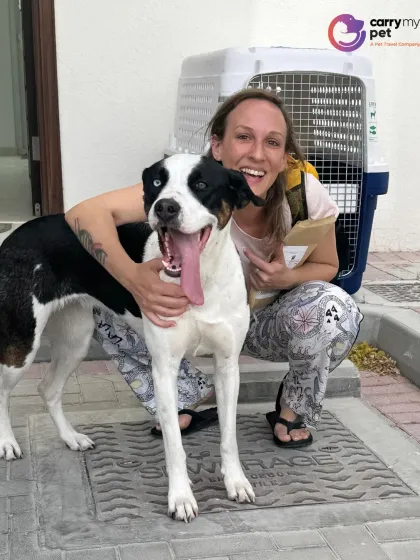 A joyful hug for Teiko after his relocation from Spain to Dubai. I love seeing the relief and happiness on a pet parent's face.