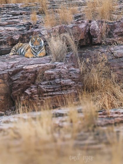 Ranthambore: Land of Legendary Tigers photo 12