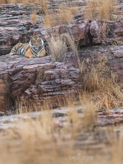 A tiger resting on the rocky terrain typical of Ranthambore. This shot uses a shallow depth of field to draw focus to the subject while still giving a sense of the dry, grassy environment.