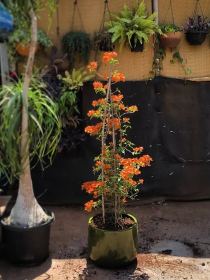 Flowering Beauties photo 5