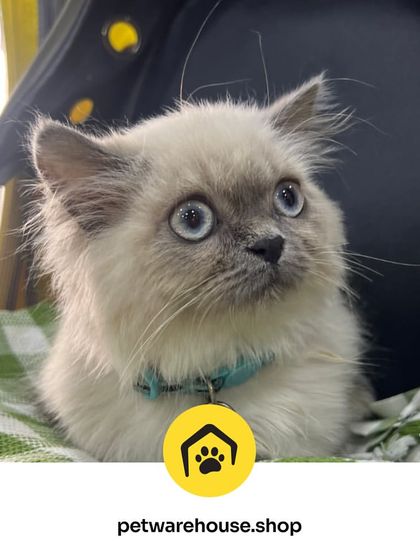 Pet Warehouse - Pet Grooming Services Happy Tails Gallery photo 21