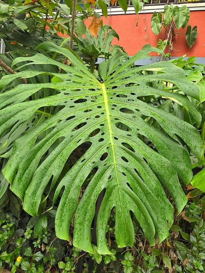 What would you call this? A monster Monstera? The leaves on this plant just keep getting bigger and more fenestrated.