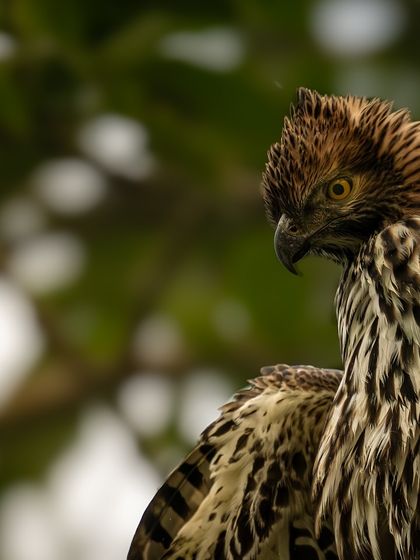 A profile shot of the Crested Hawk-Eagle, showing its crest and a sharp, sideways glance.
