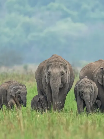 An elephant herd grazing in the vast grasslands of Dhikala. The wide composition shows the scale of the herd and their peaceful coexistence within their environment.