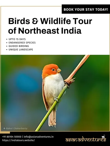 A beautiful Parrotbill, one of the many rare species found in Northeast India. This poster highlights our 15-day guided birding tour through the unique landscapes of this region.