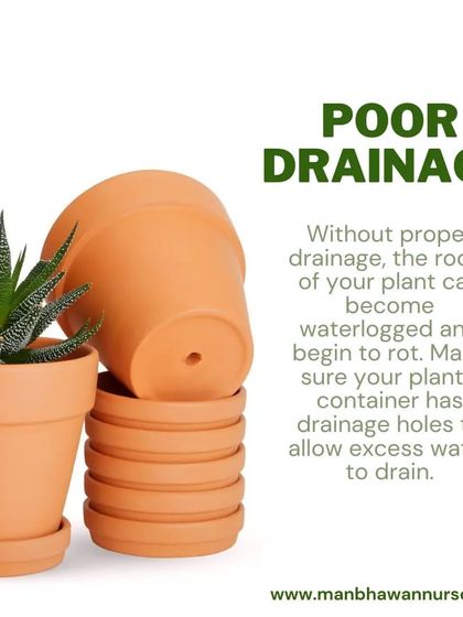 Poor drainage can be fatal for succulents. A pot without a drainage hole will trap water, causing the roots to become waterlogged and rot. Always choose a container that allows excess water to escape.